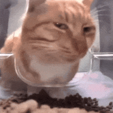 cat-cat-side-eye.gif