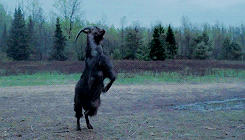 tumblr_o37xodYUqA1qgfbkmo2_250.gif