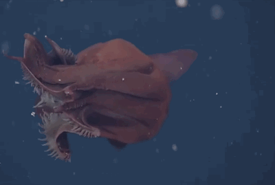 anigif_enhanced-32676-1392397076-1.gif