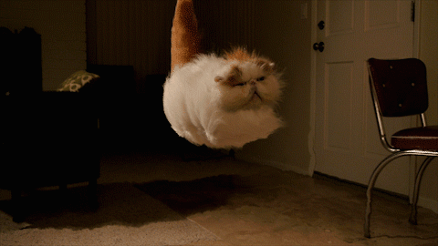 tumblr_nfgsjqsCH31r3gb3zo1_500.gif