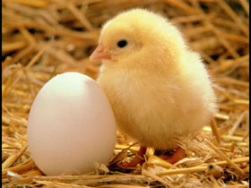 3141_chicken!.jpg