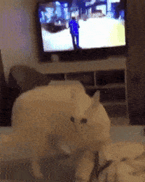cat-is-broken.gif
