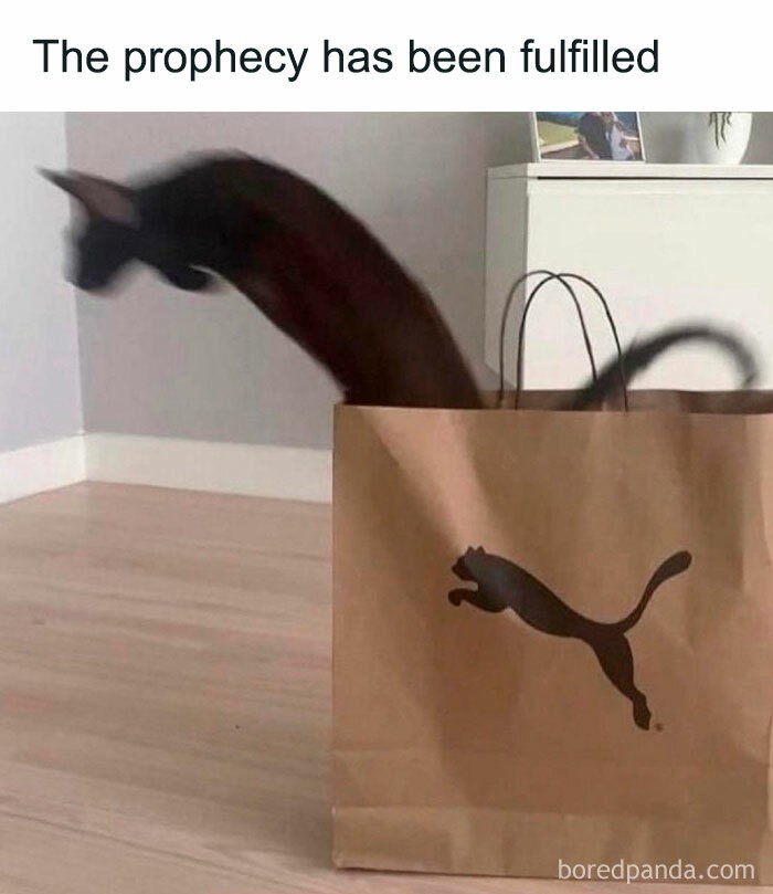 Cat-Memes-127.jpg