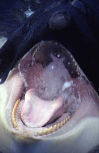 orcmouth.jpg