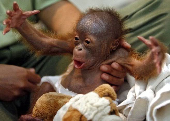 BabyChimp.jpg