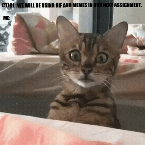 giphy-35.gif