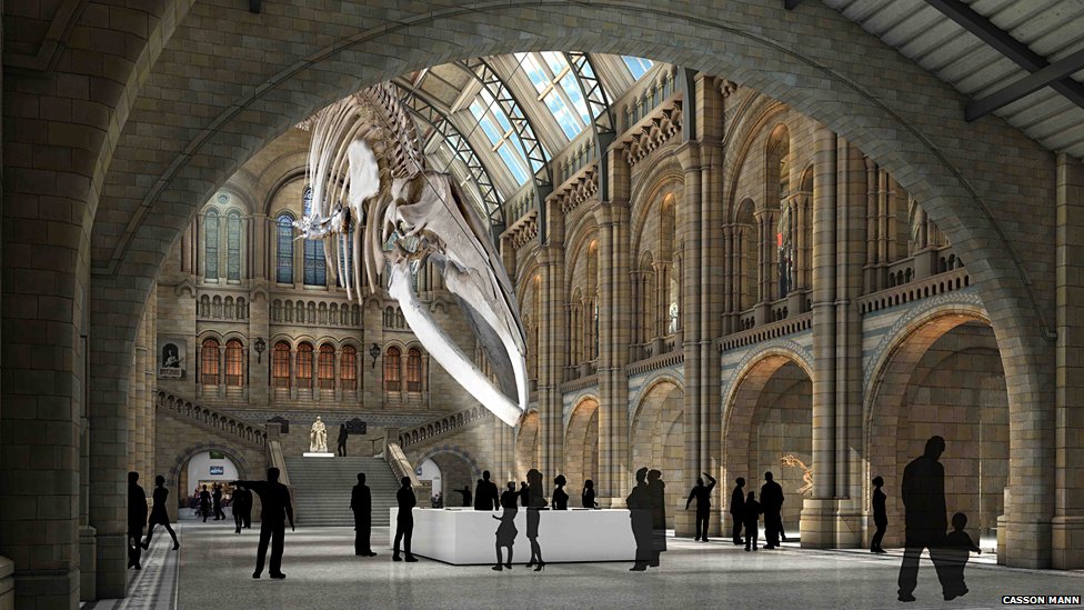 mnhwhale_concept.jpg