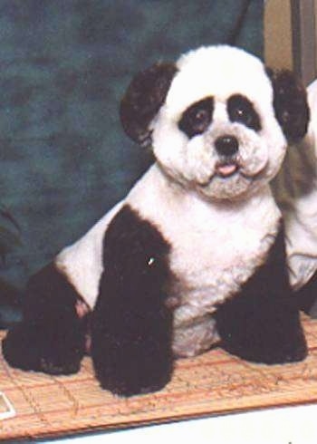 PANDA_DOG.jpg