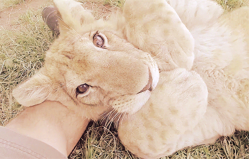 tumblr_nsfc5ccnJX1tb6npao1_500.gif