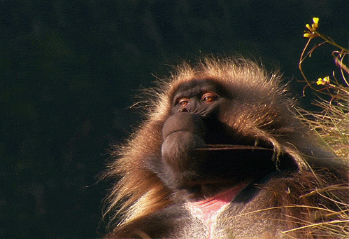 31086f73ab1de29f8f45631e2324c114.gif