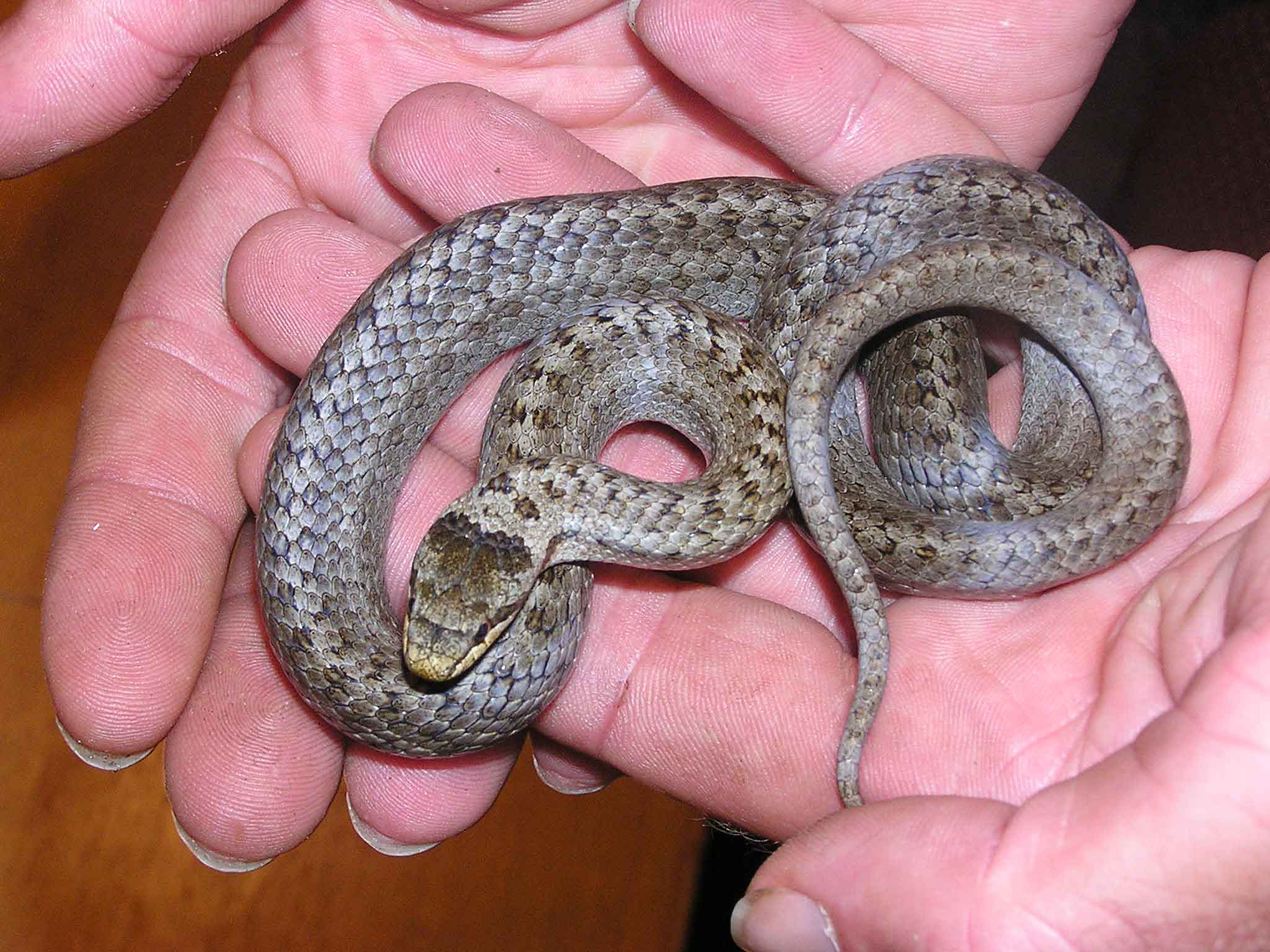 reptile1.jpg