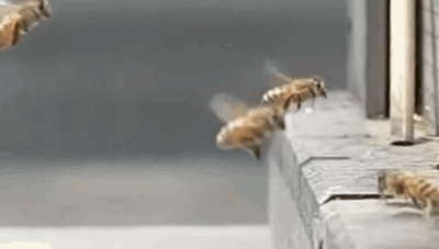 496.gif
