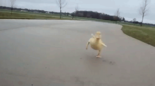 duckling.gif
