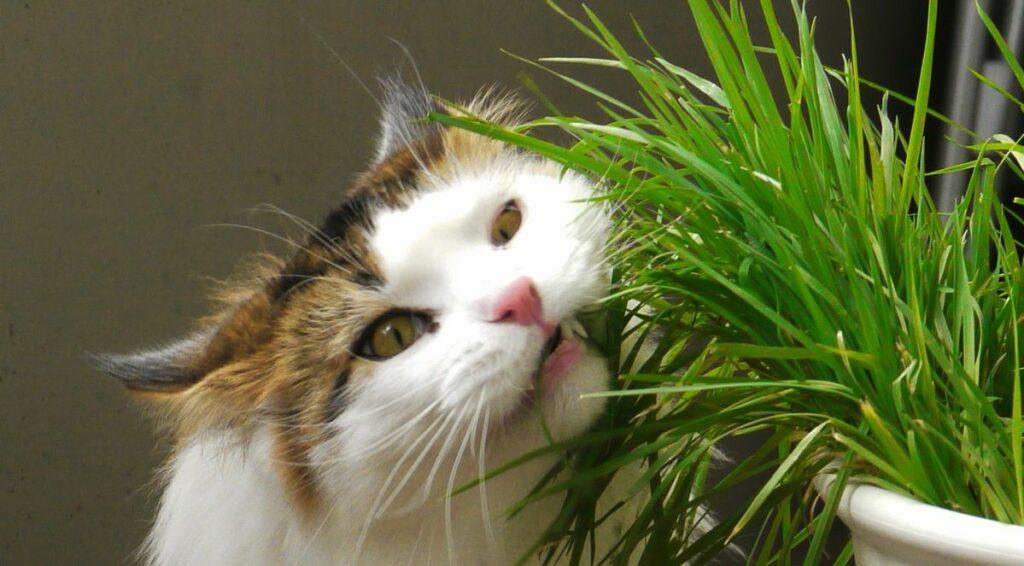 eating-grass.jpg