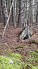 tumblr_nz9nodhMIT1rdredko1_250.gif