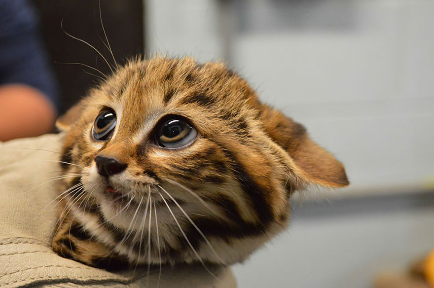 unusual-wild-cats-5__880.jpg