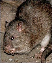 rats.184.jpg