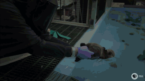 tumblr_mul2km3m9j1s3abbdo1_500.gif