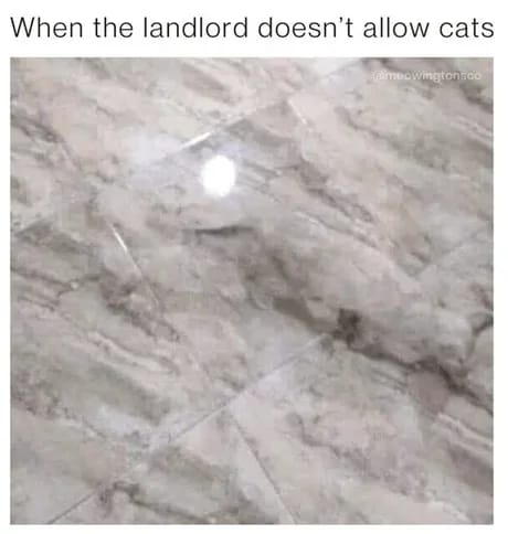 Cat-memes-copy-2.jpg