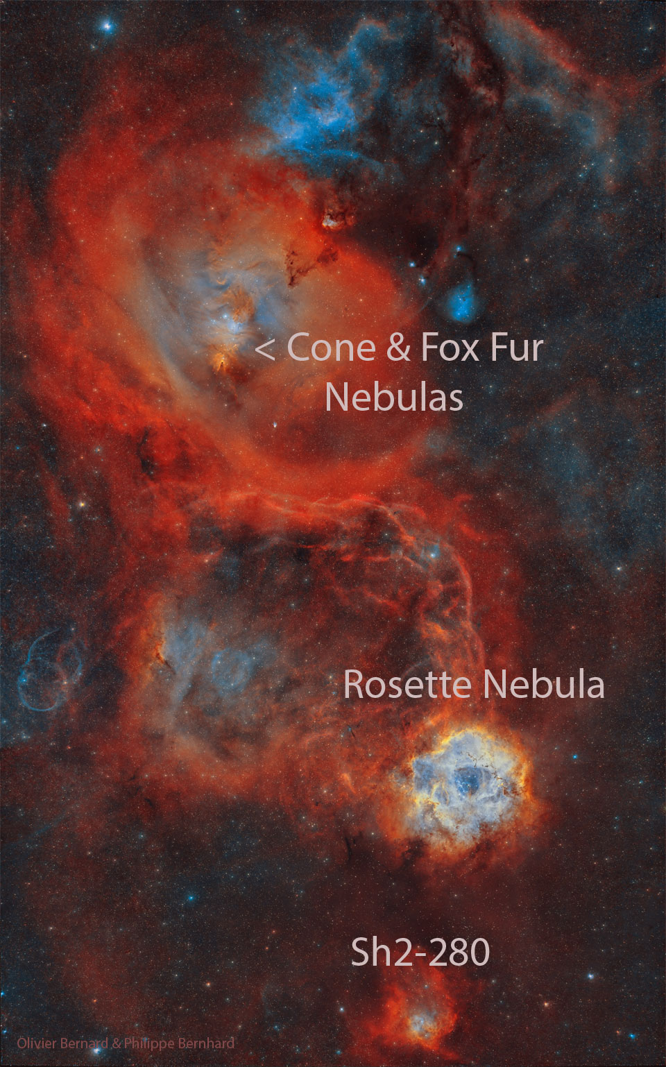 RosetteCone_Bernard_960_annotated.jpg