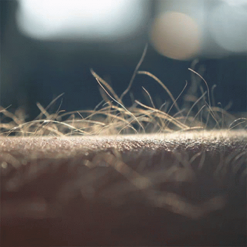 hairraising-goosepimples.gif