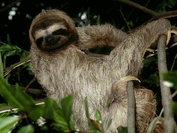 sloth.jpg