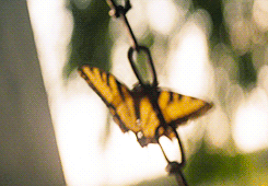 tumblr_m80eecUOj91qdd8wro3_250.gif