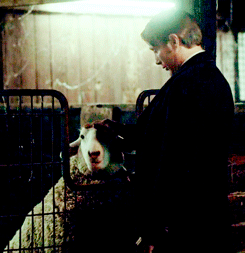 tumblr_n4gibhCm5f1rkqdauo1_250.gif