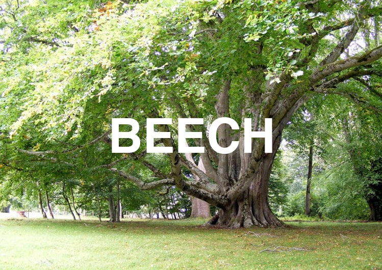 BEECH.jpg