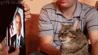 tumblr_n41uscAqtG1qdvatvo1_250.gif