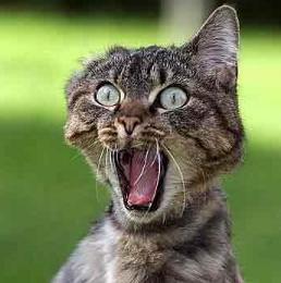 freak-out-cat.jpg