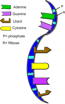 mRNA-colored.gif
