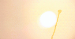 tumblr_n7khs8ibih1qglx18o2_250.gif