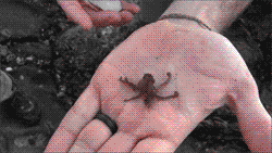 tumblr_lw53y9IdcU1qzqrpyo2_250.gif