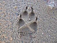 200px-Vulpes_vulpes.jpg