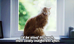 tumblr_mpzpwvqDIV1qggu3yo3_250.gif