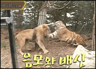 Lion_dodges_Tiger.gif