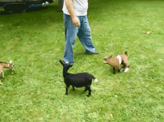tumblr_inline_mlaq56xuC11qz4rgp.gif