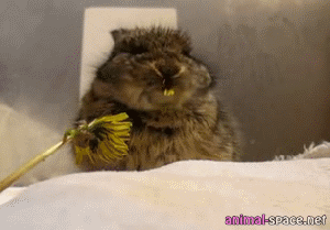 tumblr_mkf1vliA3s1rp69vuo2_400.gif