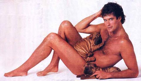 hasselhoff_gay_lol.jpg