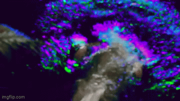 8suenb.gif