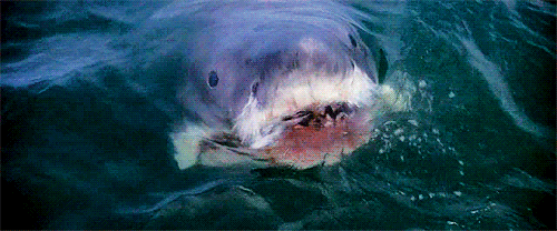 tumblr_n843br7bcI1qeosmfo1_500.gif