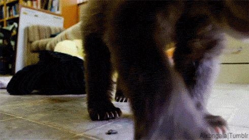 tumblr_n5sw53Hvma1qbxi45o3_500.gif