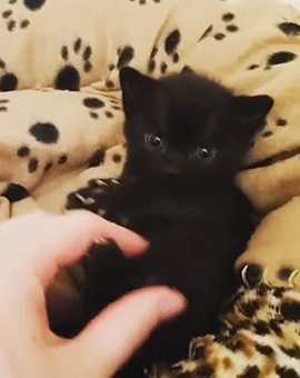 tumblr_p3nl4qdVV31vwvx0xo2_400.gif