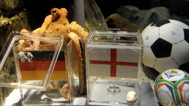 _49659323_octopus.jpg