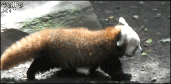 tumblr_njmbumPLY31rylzllo1_400.gif
