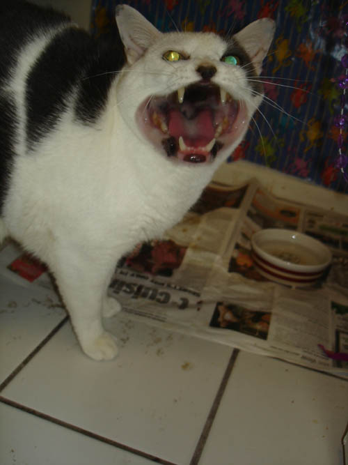 bigmouth.jpg