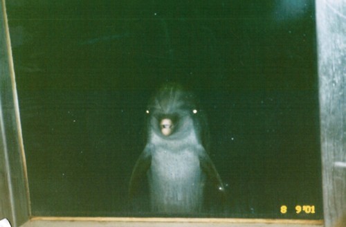 tumblr_m5kprh5xv71rxp4hro1_500.jpg