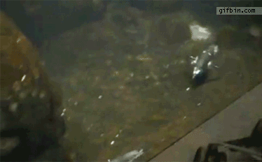 FGPenguinFart.gif