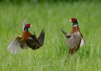 fighting-pheasants.jpg